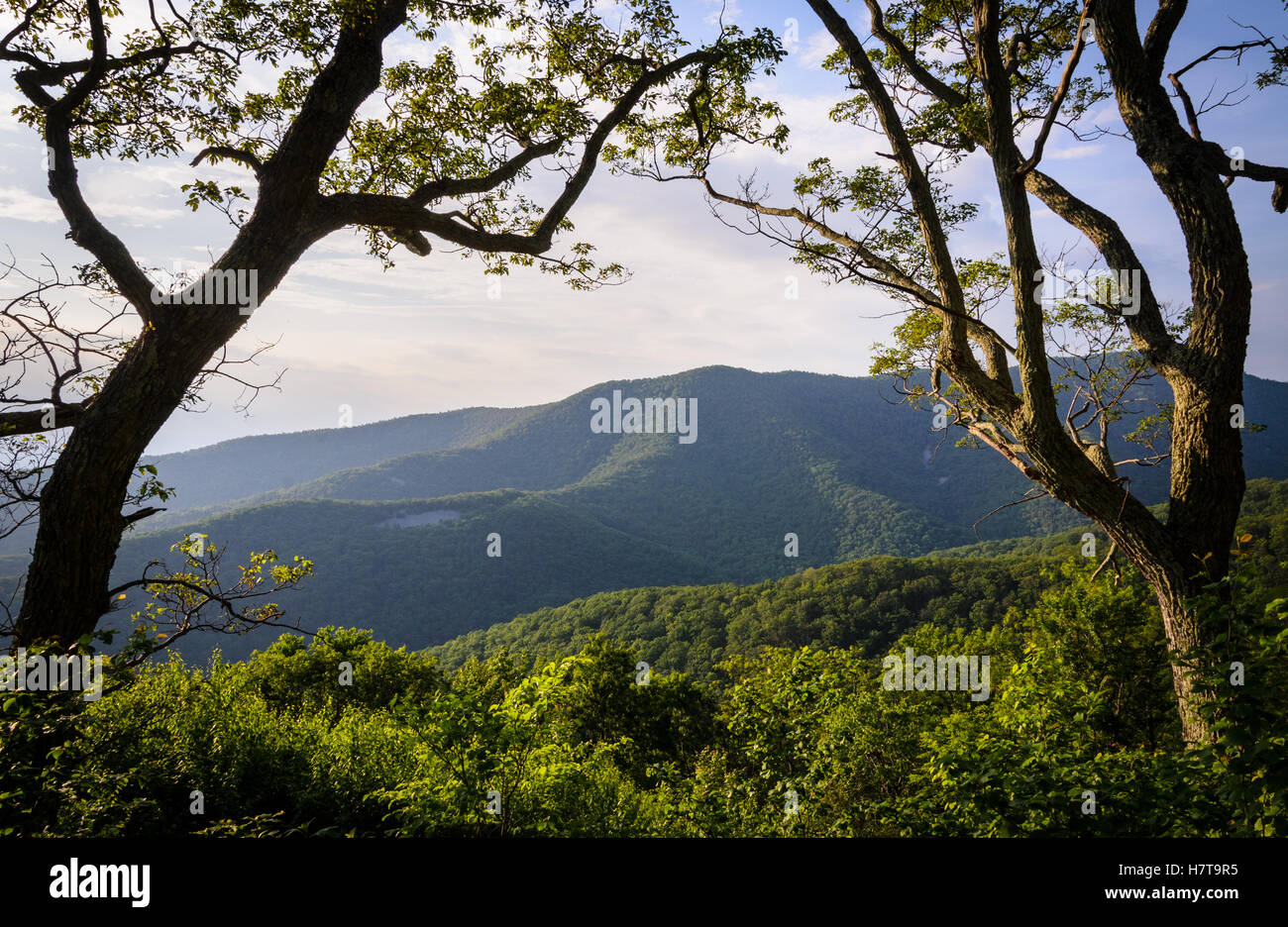 Parco Nazionale di Shenandoah Foto Stock