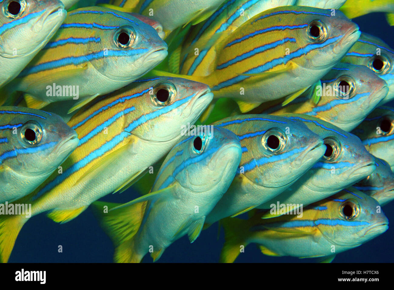 Close-up di scuola di Bluelined Lutiani (Lutjanus Kasmira).Mansuar Raja Ampat, Indonesia Foto Stock