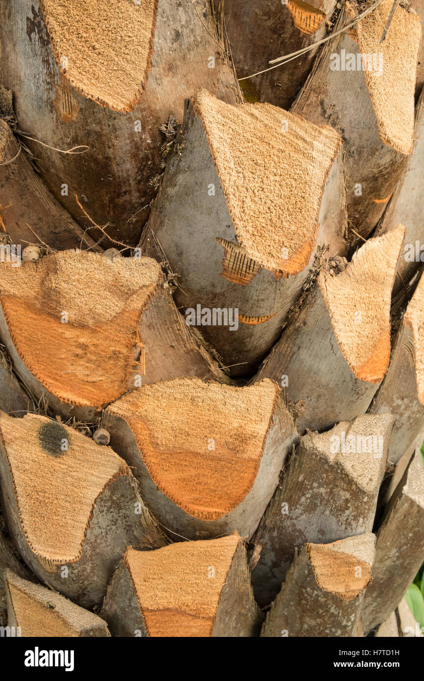 Telaio completo di prendere una potatura palm tronco di albero Foto Stock