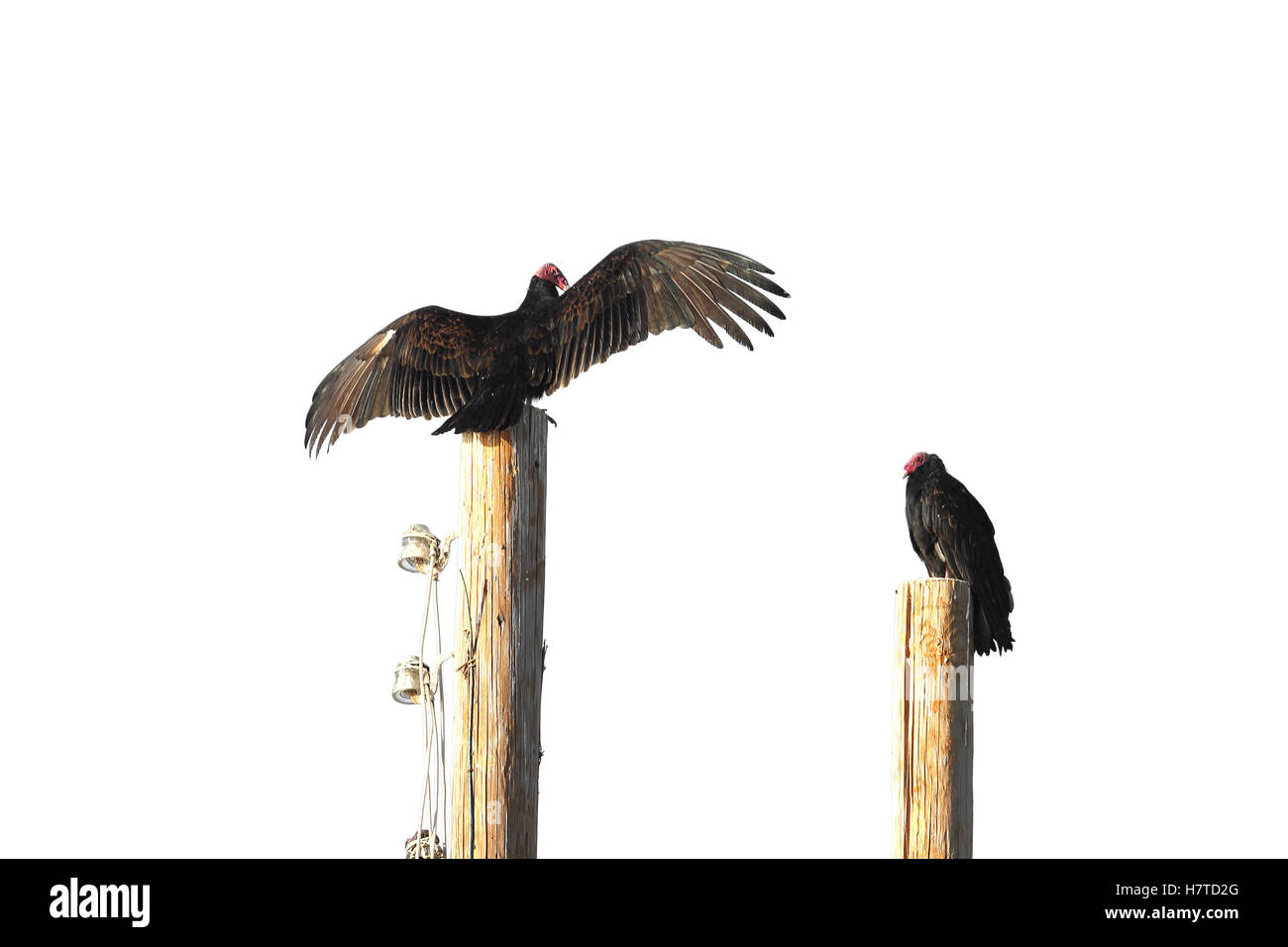 La Turchia Vaulter ali di asciugatura sulla sommità del palo di legno. Isolato. Foto Stock