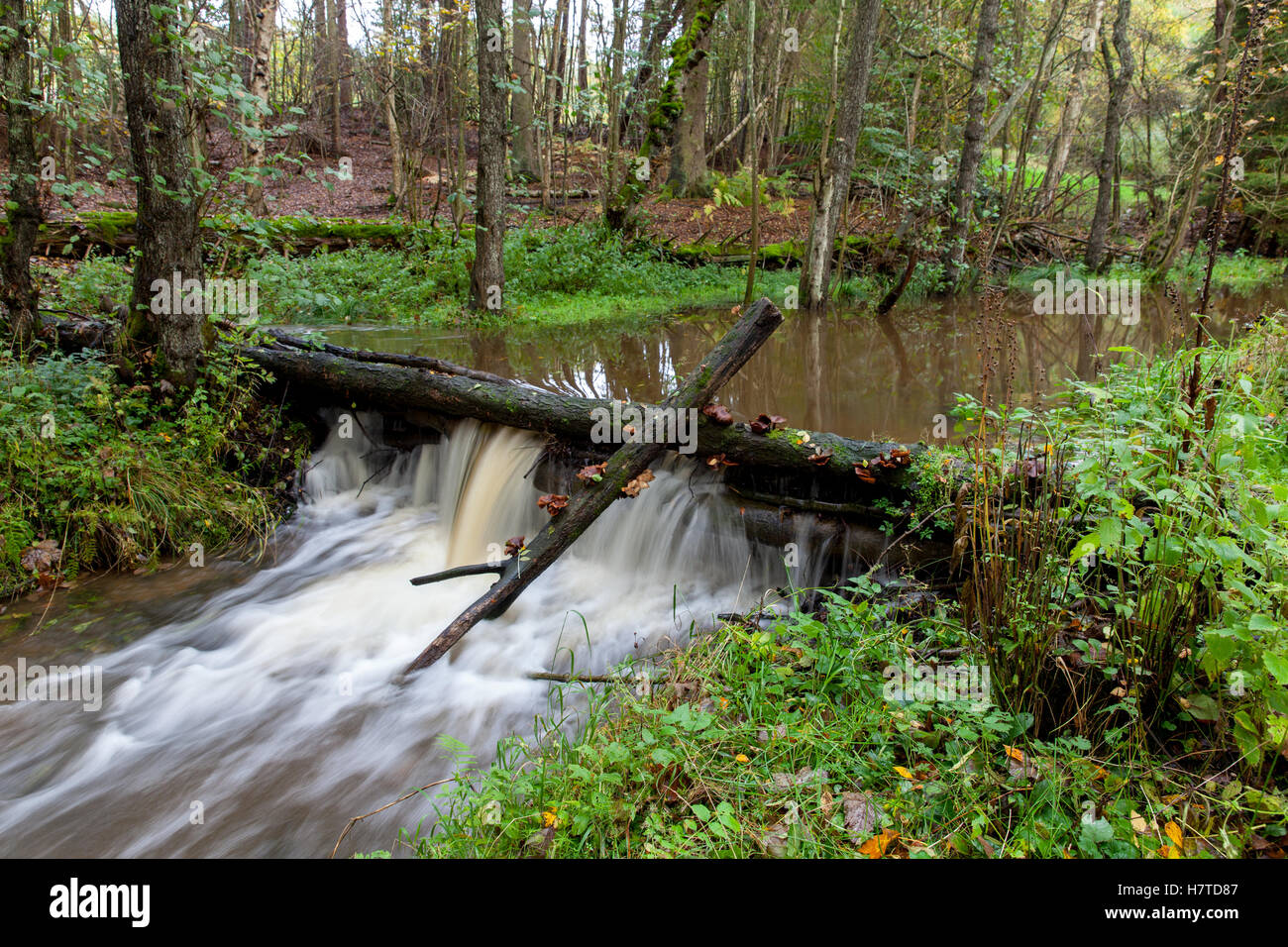 Impurità legnose dighe per proiettori naturale riduzione del rischio, Pickering, Inghilterra Foto Stock