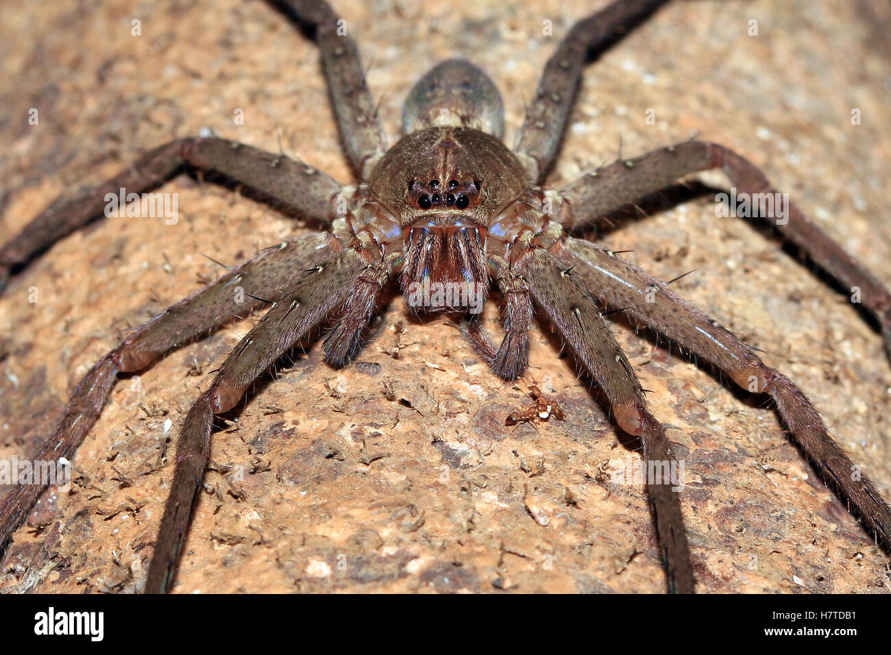 Spider immagine anteriore. Foresta nel Papua occidentale, in Indonesia Foto Stock