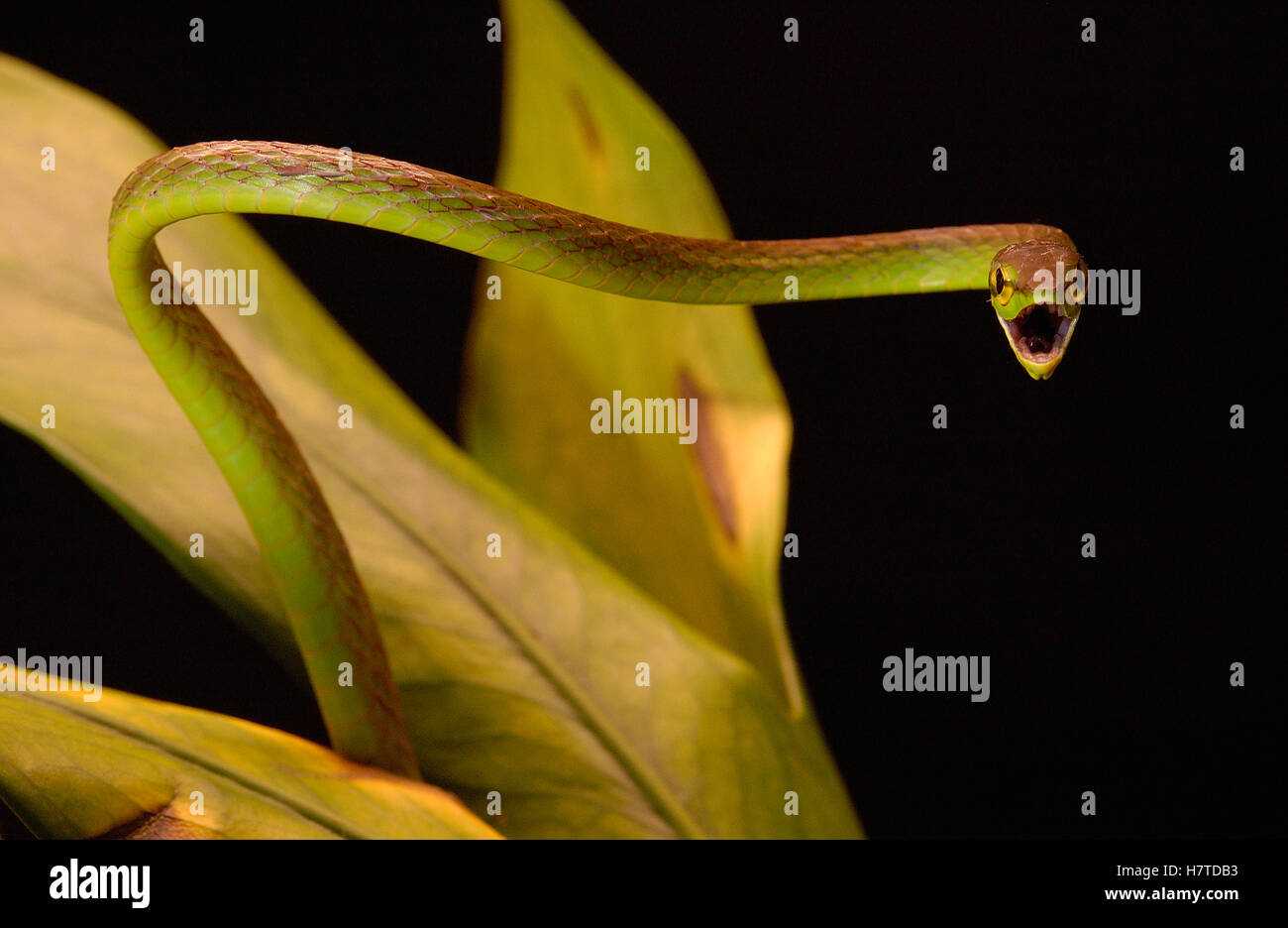 Vite Snake (Oxybelis brevirostris) display aggressivo, Choco foresta pluviale, Northwest Ecuador Foto Stock