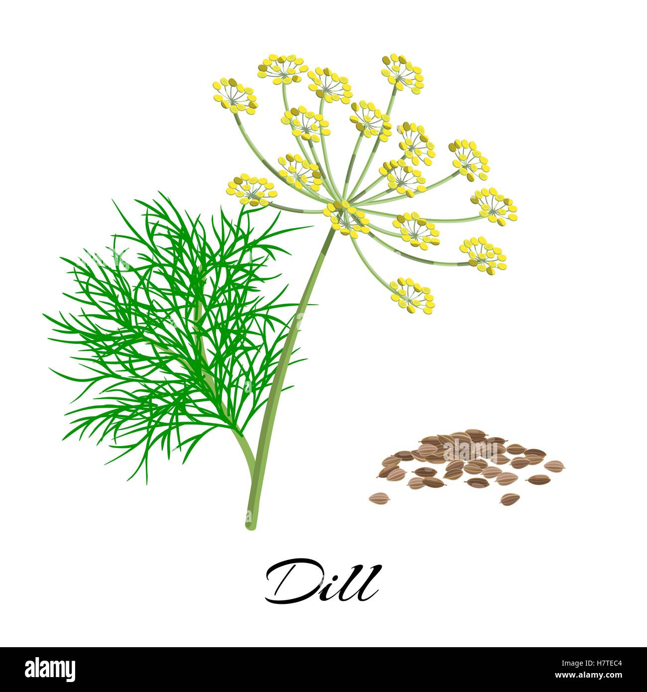 Aneto fresco isolato su sfondo bianco. Vettore Illustrazione Vettoriale