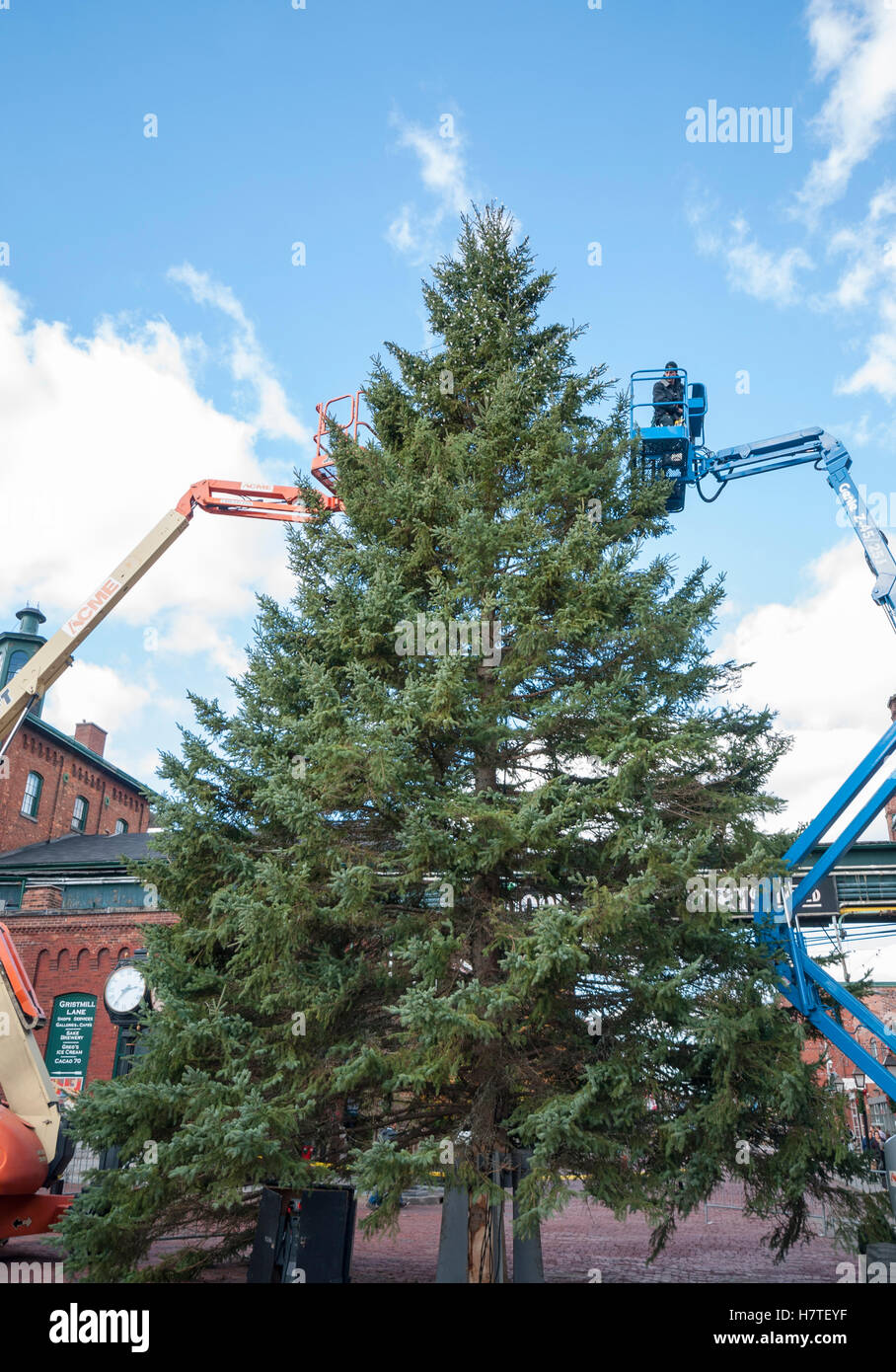 Dei lavoratori che utilizzano piattaforme elevate per decorare il 52 piedi Abete rosso albero di Natale sul display nella distilleria area di Toronto Foto Stock