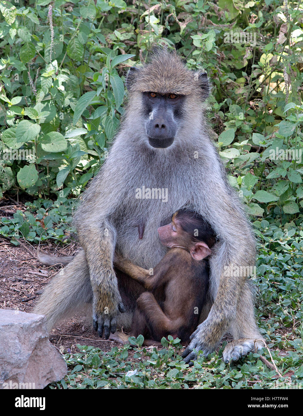 Questa immagine di un babbuino di nutrire il suo bambino è stato preso durante un safari in Amboseli National Reserve in Kenya. Foto Stock