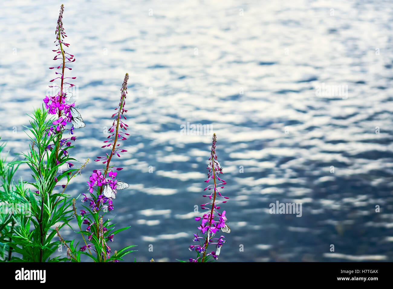 Fiori viola e bianco farfalle sul fiume di acqua dello sfondo. Paesaggio fluviale con fiori che sbocciano. Estate fiume idilliaco paese Foto Stock