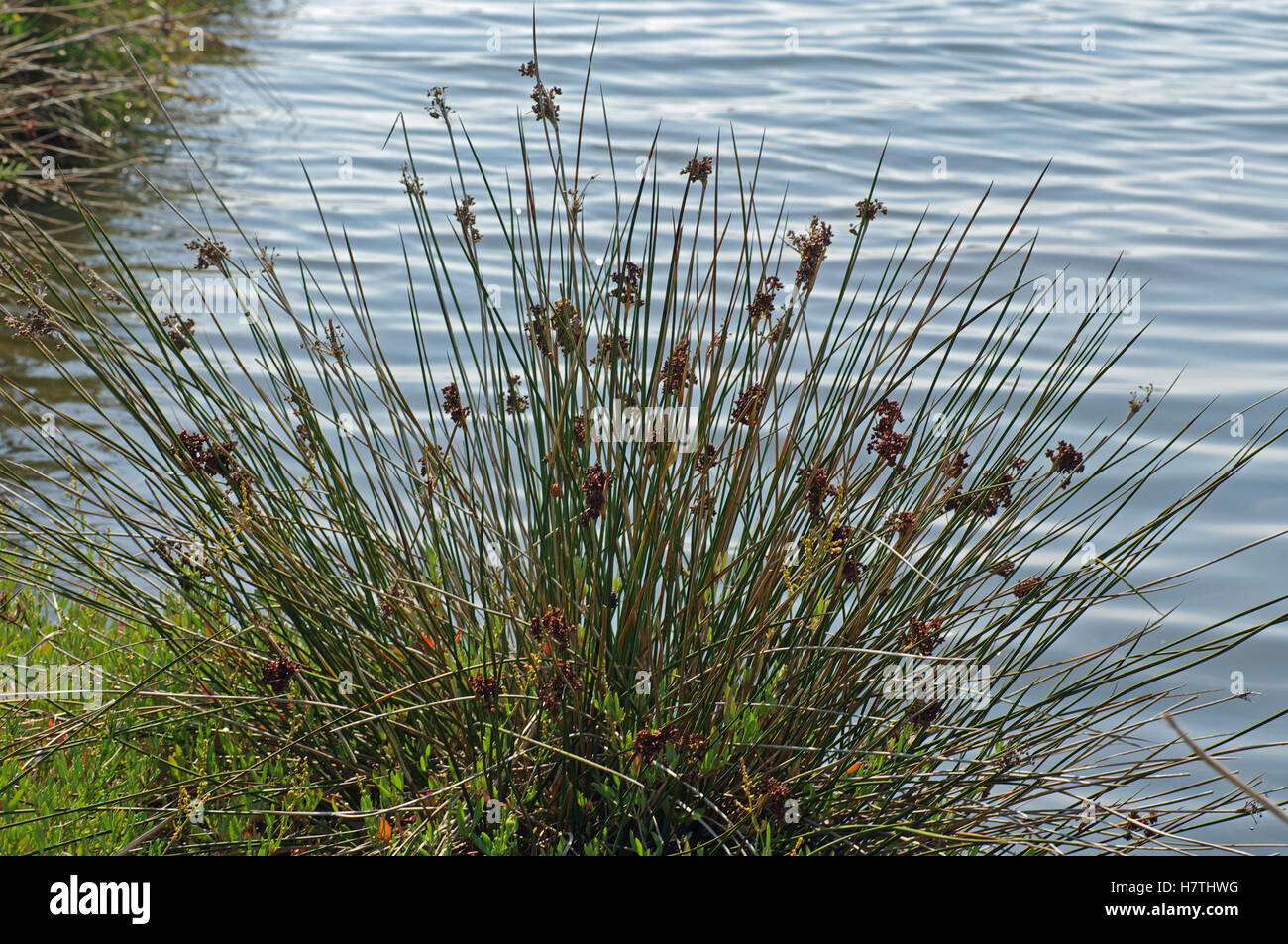 Juncus acutus, la spinosa rush o Sharp rush, dalla famiglia Juncaceae. Sulla riva di un lago italiano (Lago lungo), Fondi, Foto Stock