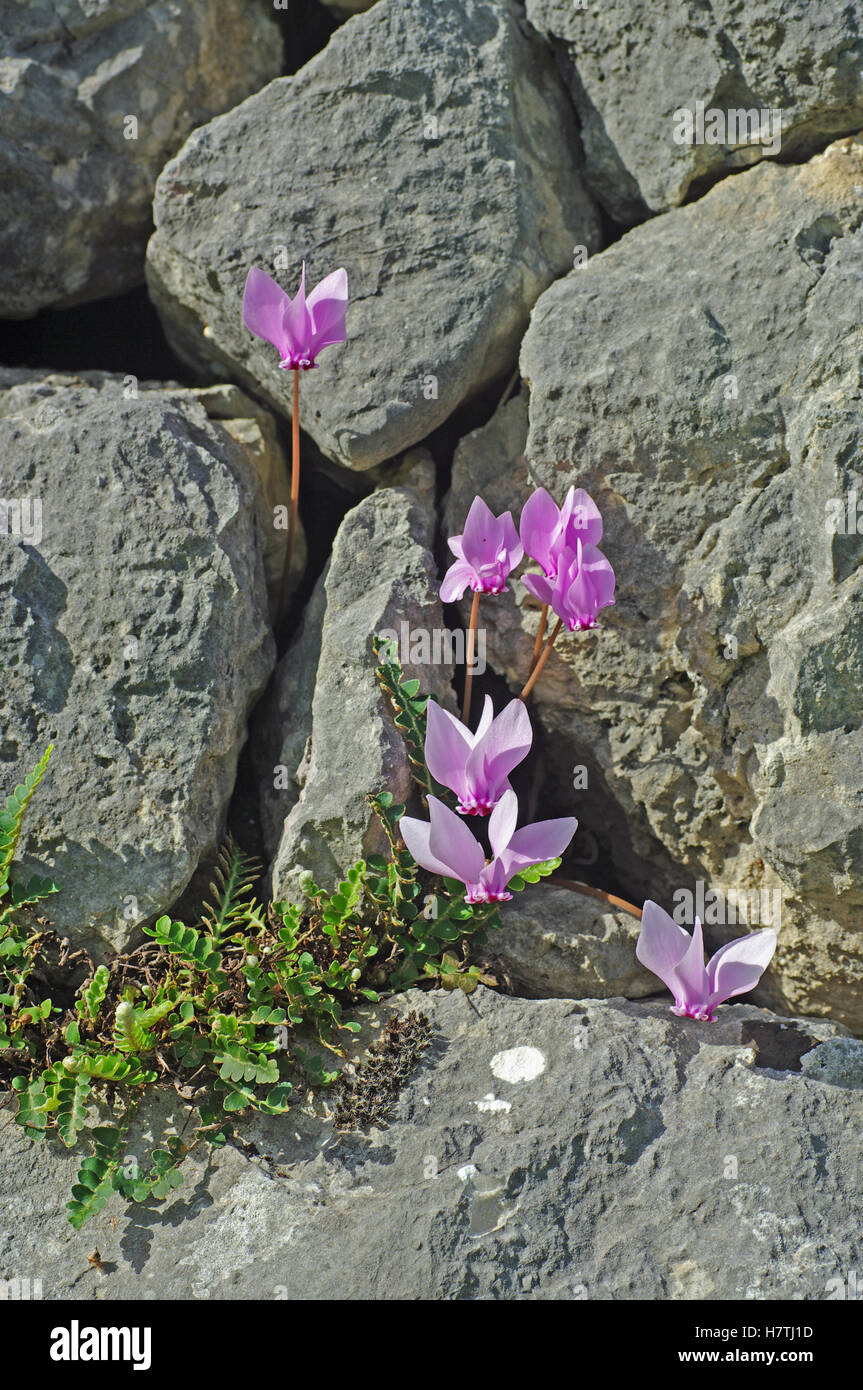 Questo è il fiore selvatico Ciclamino hederifolium, l'edera-lasciava ciclamino o napoletano di ciclamino, dalla famiglia Primulaceae. Foto Stock