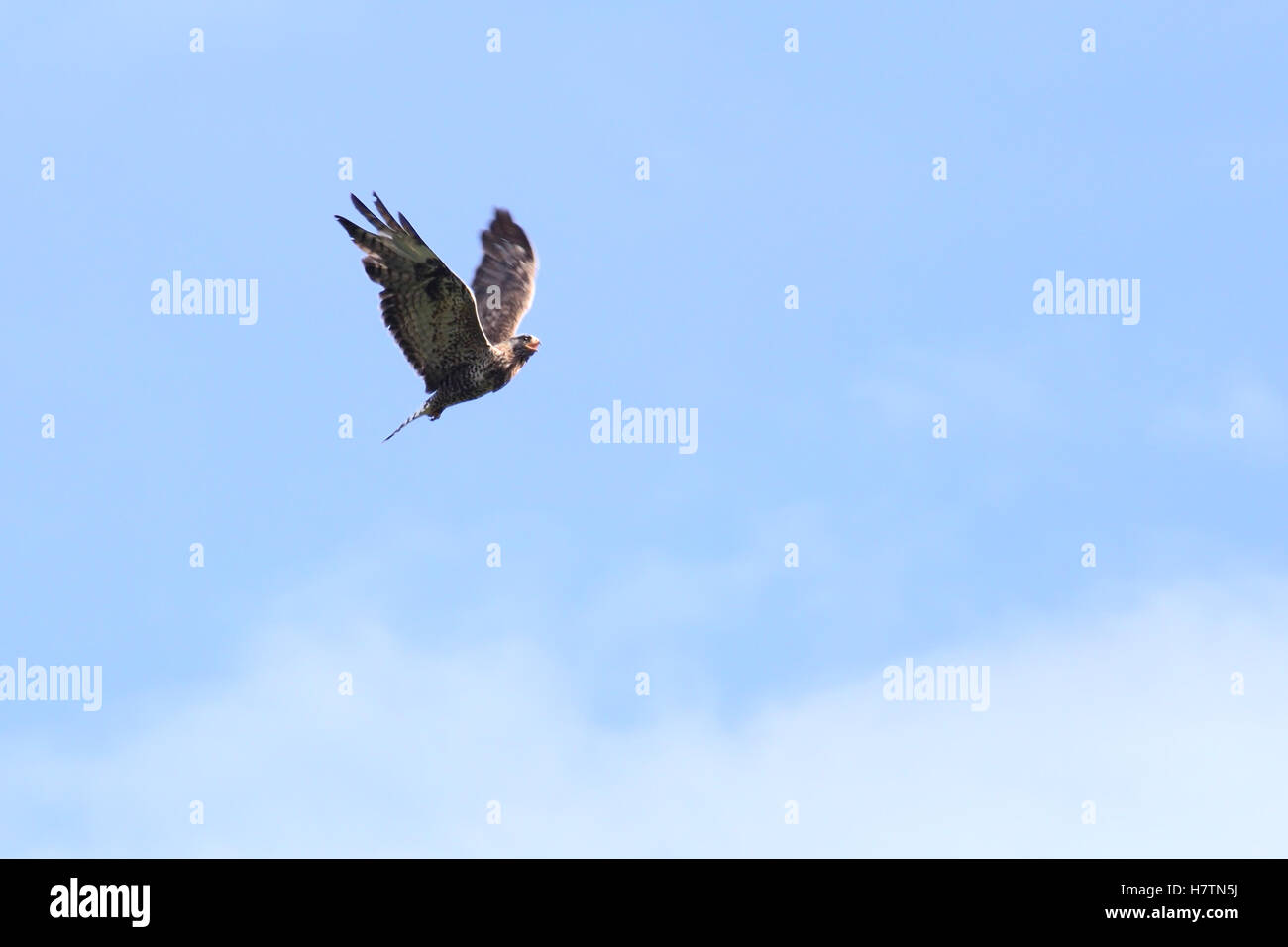 Rough-zampe poiana (Buteo lagopus) in volo sul cielo blu. Foto Stock