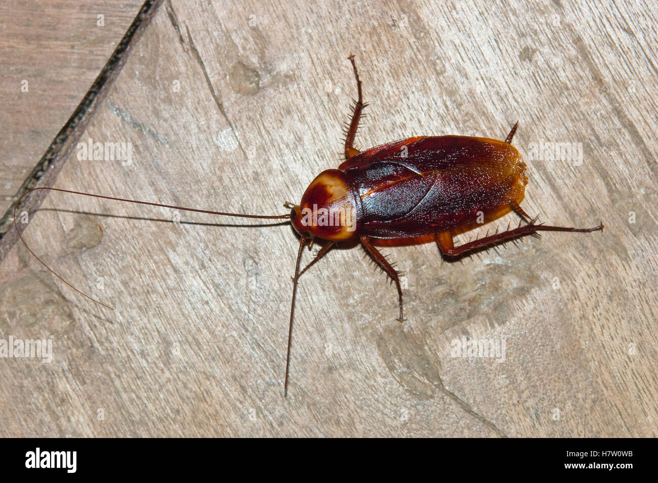 American scarafaggio (Periplaneta americana), India Foto Stock