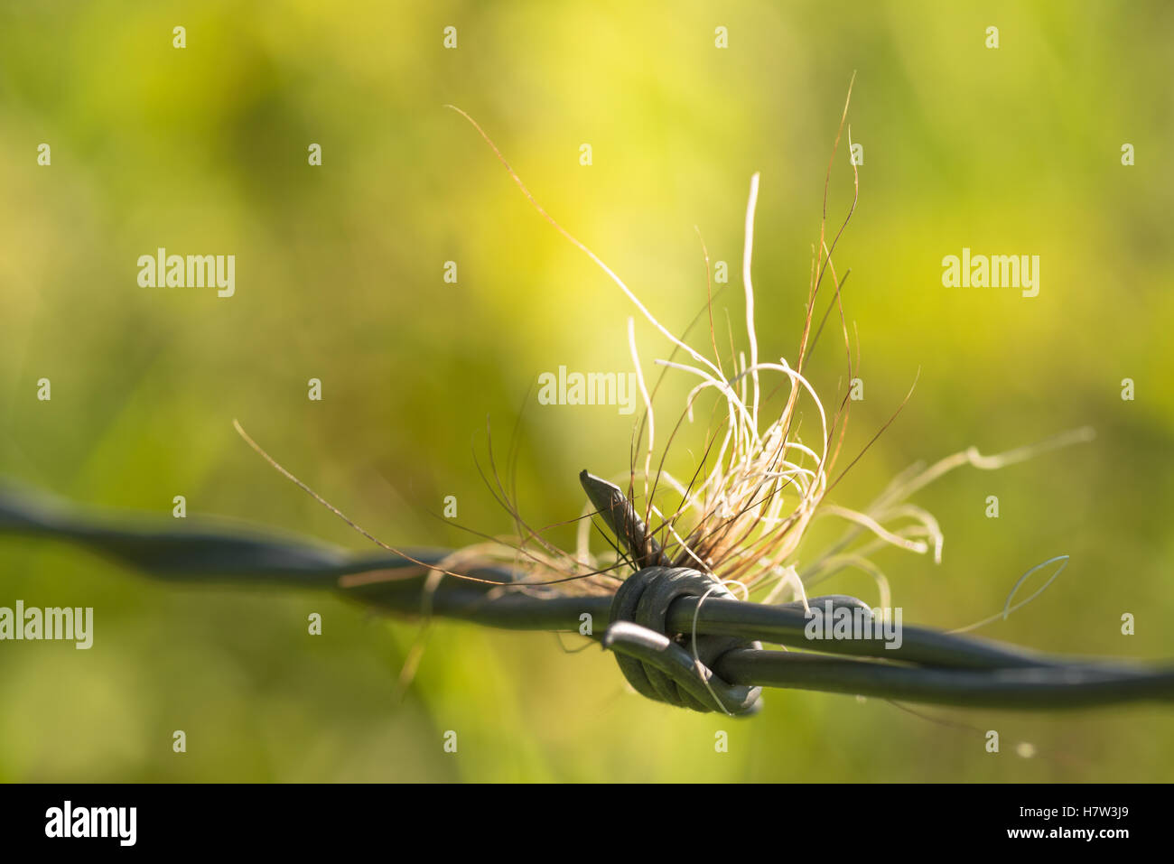 Deer Hair e altre fibre snagged sul filo spinato in un recinto vicino a St Albert, Alberta, Canada Foto Stock