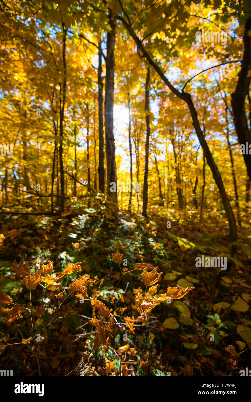 Caduta delle foglie degli alberi e il cielo di luce naturale Foto Stock