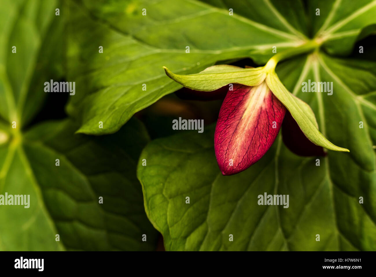 Red trillium, Trillium erectum germoglio di fiore e foglie verdi a Teodoro Wirth Park, Eloise Butler giardino di fiori selvaggi. Foto Stock