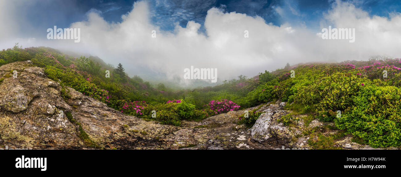 Blue Sky oltre la nebbia dietro distesa di rododendro Panorama Foto Stock