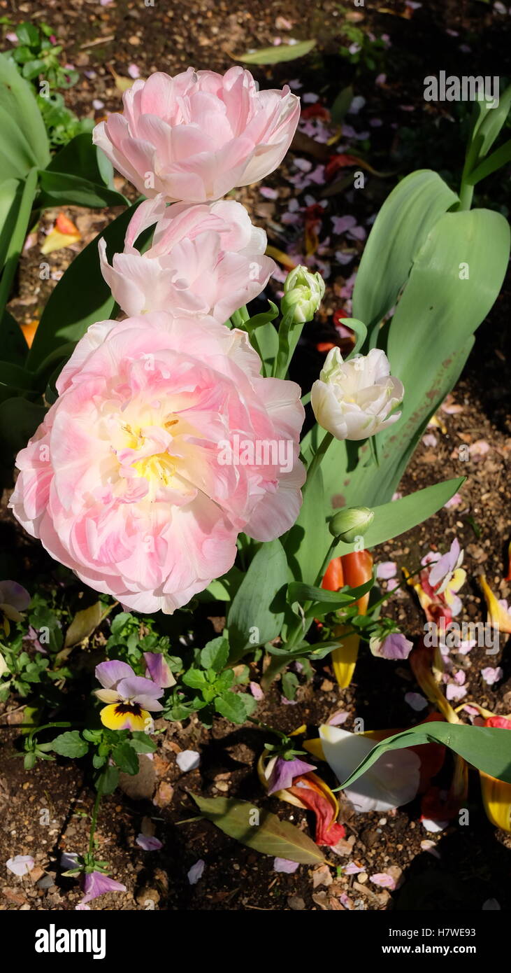 Splendida peonia tulipani in piena fioritura Foto Stock