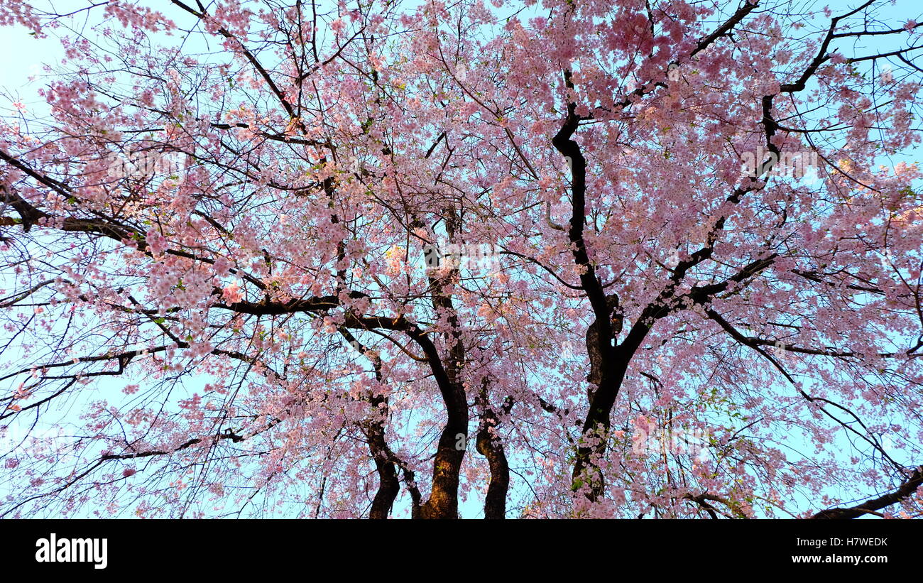 Majestic, bello pieno fiore rosa sakura cherry blossom tree in primavera, Giappone Foto Stock