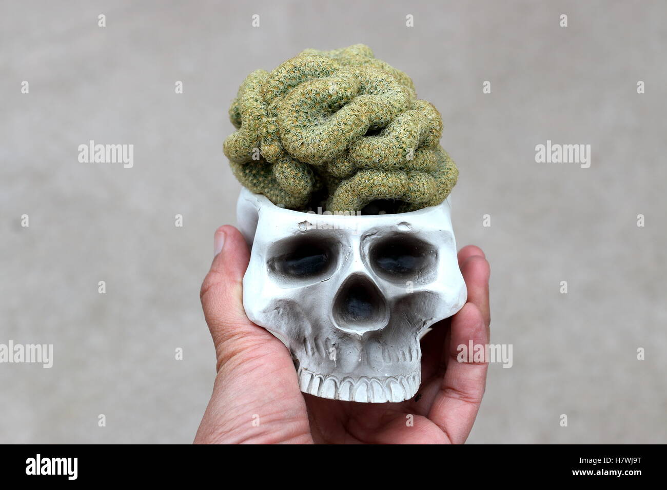 Close up di Mammillaria elongata cristata o noti come cervello Cactus Foto Stock