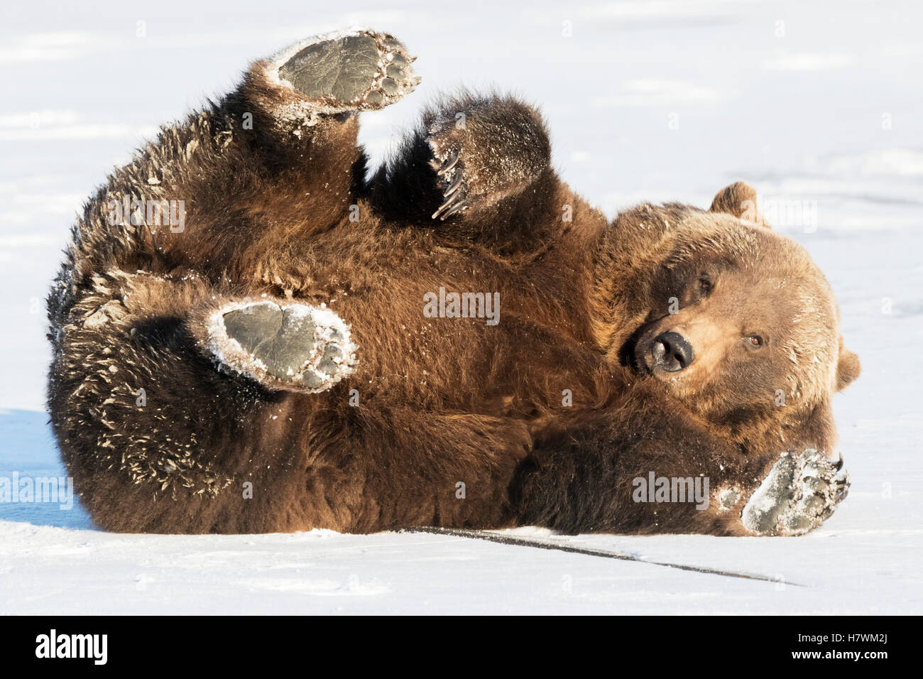 CAPTIVE: Femmina orso grizzly giocando su un laghetto congelato in inverno, Alaska Wildlife Conservation Centre centromeridionale, Alaska, STATI UNITI D'AMERICA Foto Stock