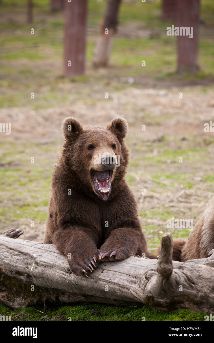 I giovani l'orso bruno (Ursus arctos) con bocca aperta come egli si appoggia contro un registro, captive in Alaska Wildlife Conservation Centre Foto Stock