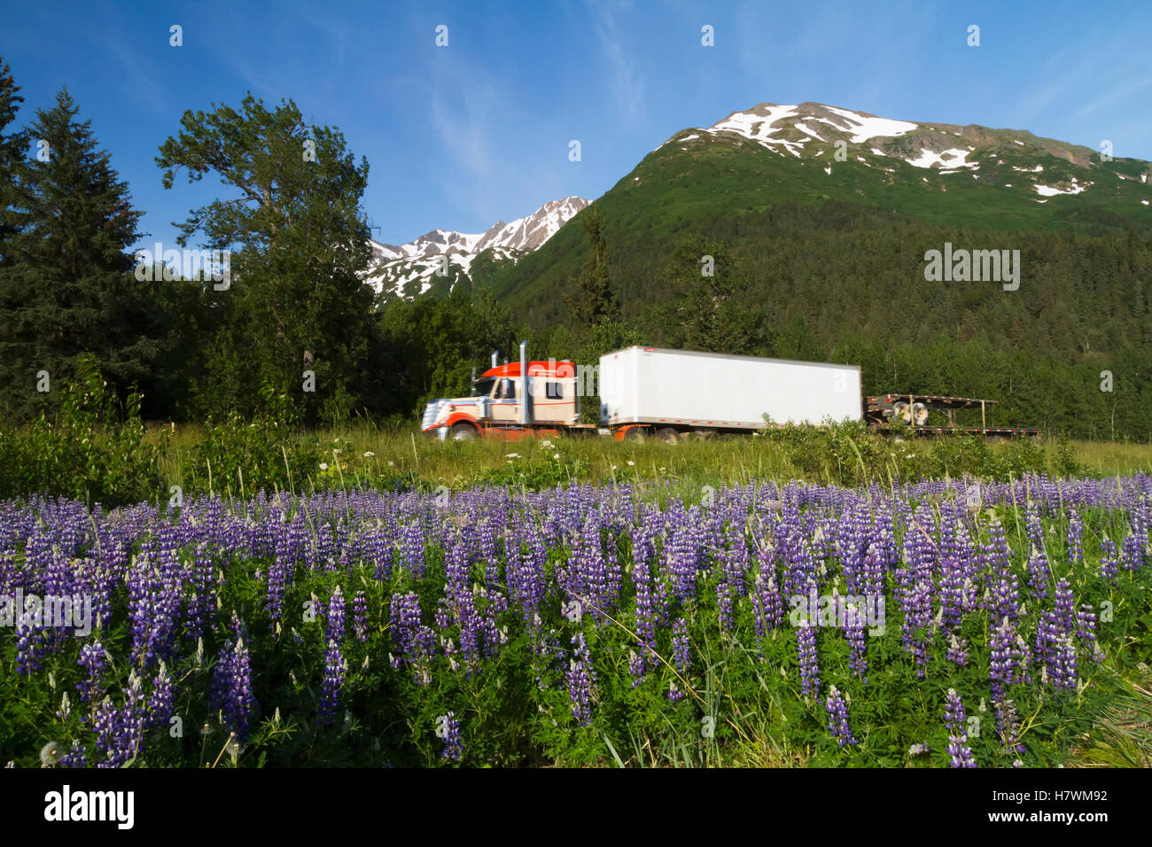 Trasporto Lynden carrello passa un campo di Nootka Lupino lungo la Seward Highway e braccio Turnagain centromeridionale, Alaska, STATI UNITI D'AMERICA Foto Stock