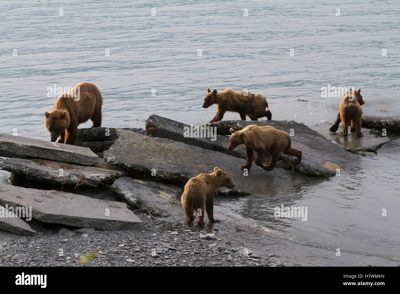 Orso bruno seminare con quattro 1.5 anno vecchio cubs vicino al vivaio ittico, Allison punto, Valdez centromeridionale, Alaska, STATI UNITI D'AMERICA Foto Stock