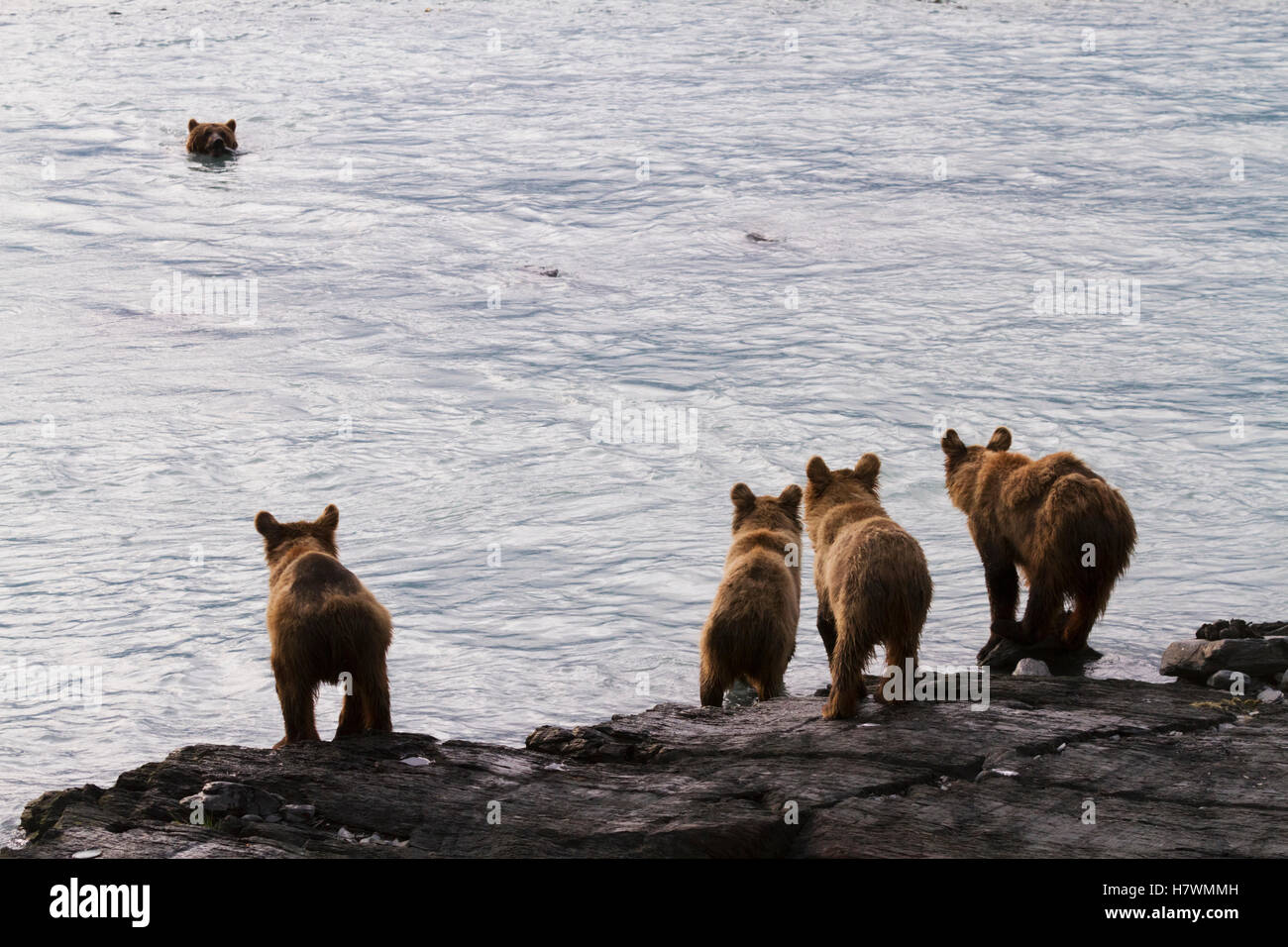 Orso bruno seminare con quattro 1.5 anno vecchio cubs vicino al vivaio ittico, Allison punto, Valdez centromeridionale, Alaska, STATI UNITI D'AMERICA Foto Stock