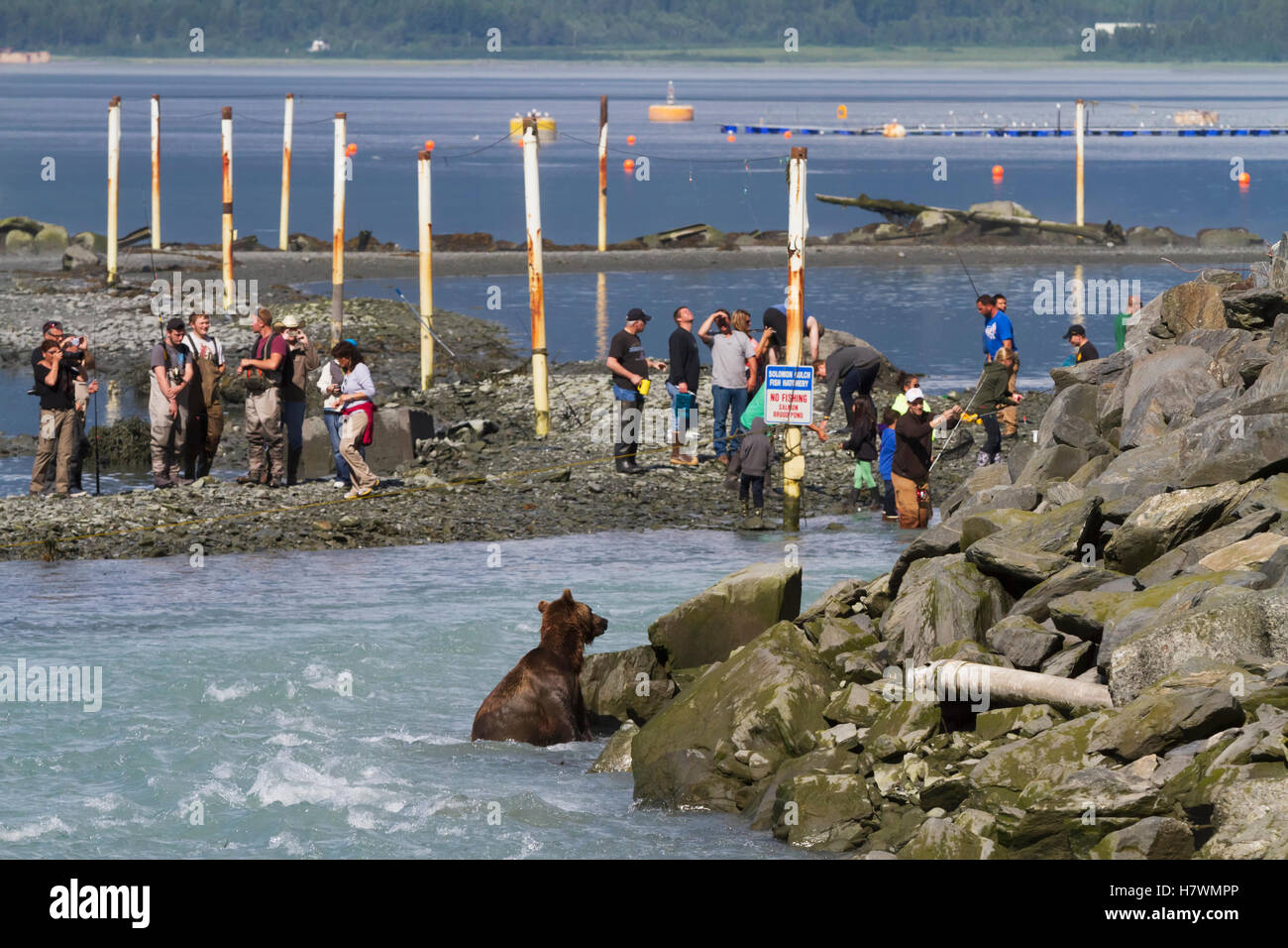 Un orso bruno Orso sow pesci vicino al vivaio con pescatori vicino, Allison punto, Valdez centromeridionale, Alaska, STATI UNITI D'AMERICA Foto Stock