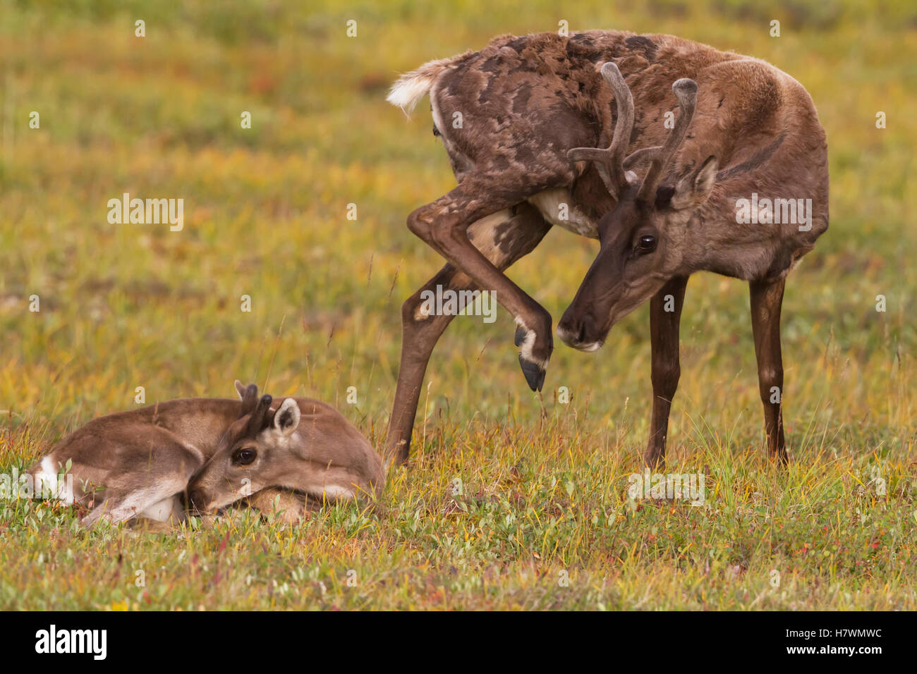 Una mucca caribou graffi se stessa mentre il suo vitello giace nella tundra accanto a lei. Interior Alaska in estate. Denali National Park & Preserve. Foto Stock