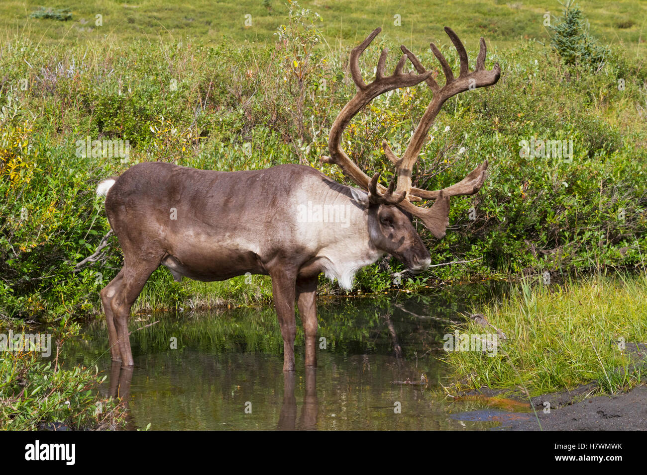 Bull caribou sorge in un laghetto vicino al fiume selvaggio per sfuggire agli insetti, Parco Nazionale di Denali, Interior Alaska, STATI UNITI D'AMERICA Foto Stock