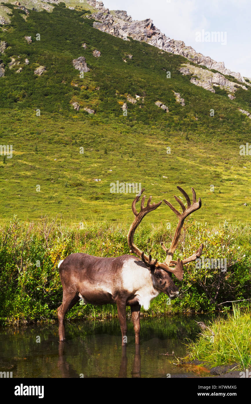 Bull caribou sorge in un laghetto vicino al fiume selvaggio per sfuggire agli insetti, Parco Nazionale di Denali, Interior Alaska, STATI UNITI D'AMERICA Foto Stock