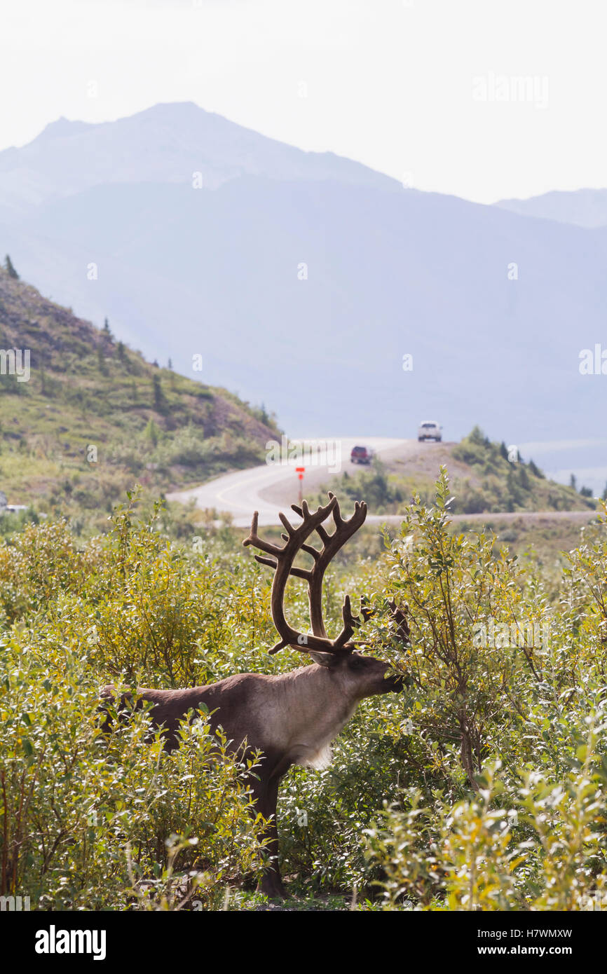 Un toro di Caribou Coffee Company alimenta sulla spazzola vicino al fiume selvaggio. Interior Alaska in estate. Denali National Park & Preserve. Foto Stock