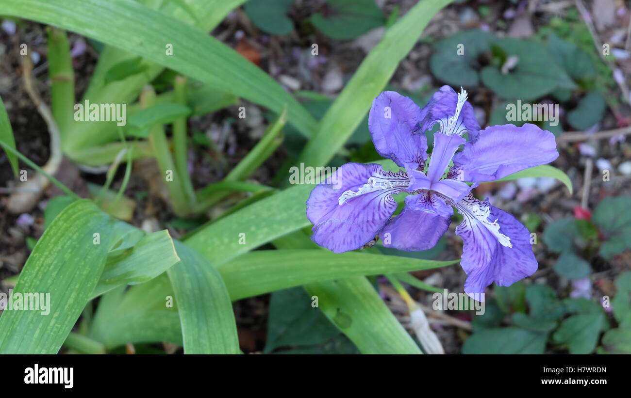 Unico Iris Viola in piena fioritura Foto Stock
