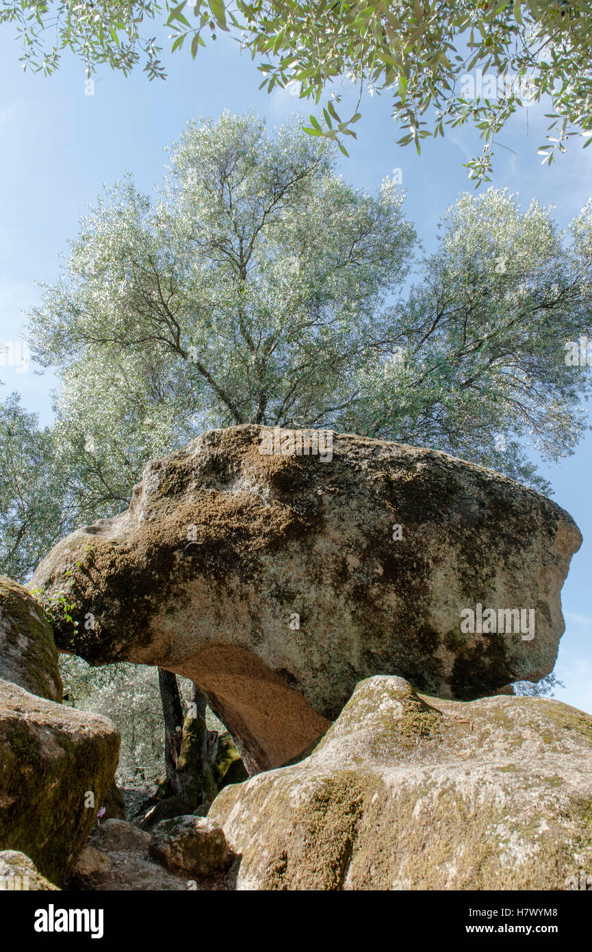 Albero di olivo e tafoni a Filotosa, preistoria capitale della Corsica, dotate di dolmen e menhir, e relitti Torrean Foto Stock