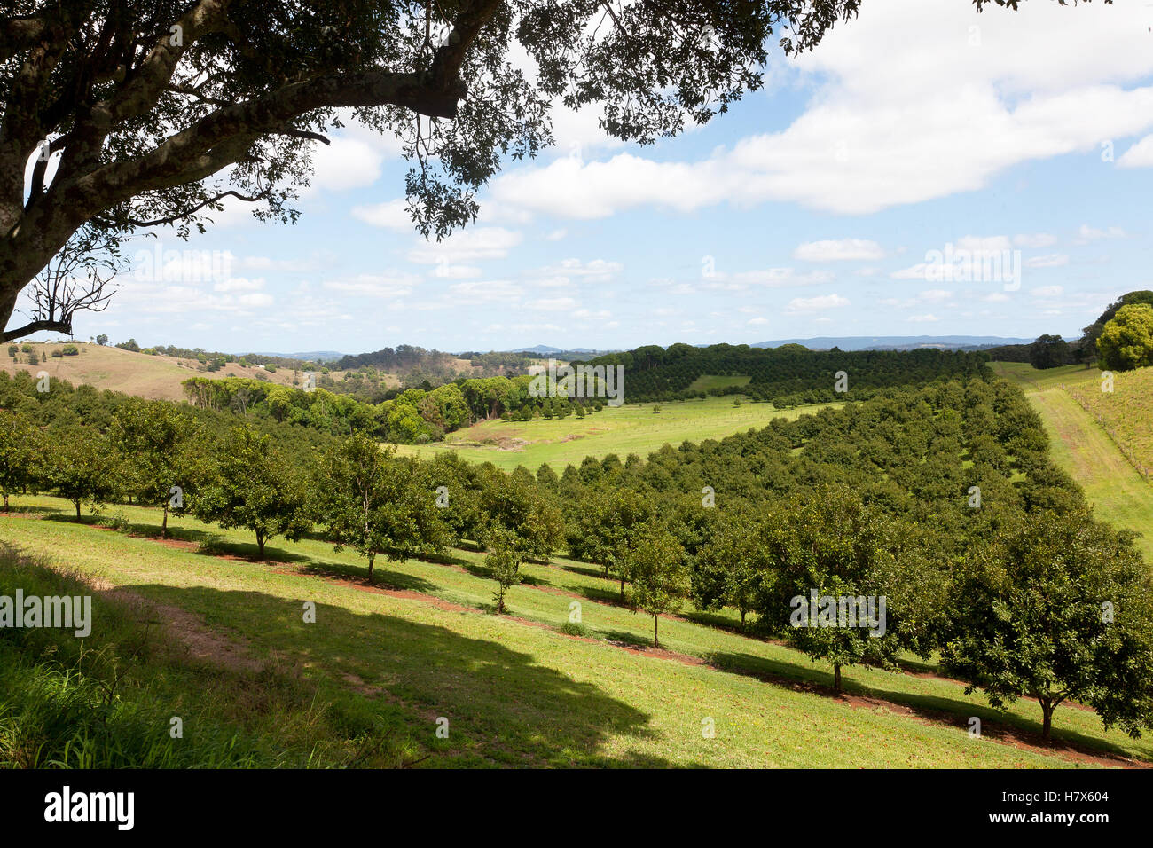 La piantagione di macadamia, Channon, NSW, Australia Foto Stock