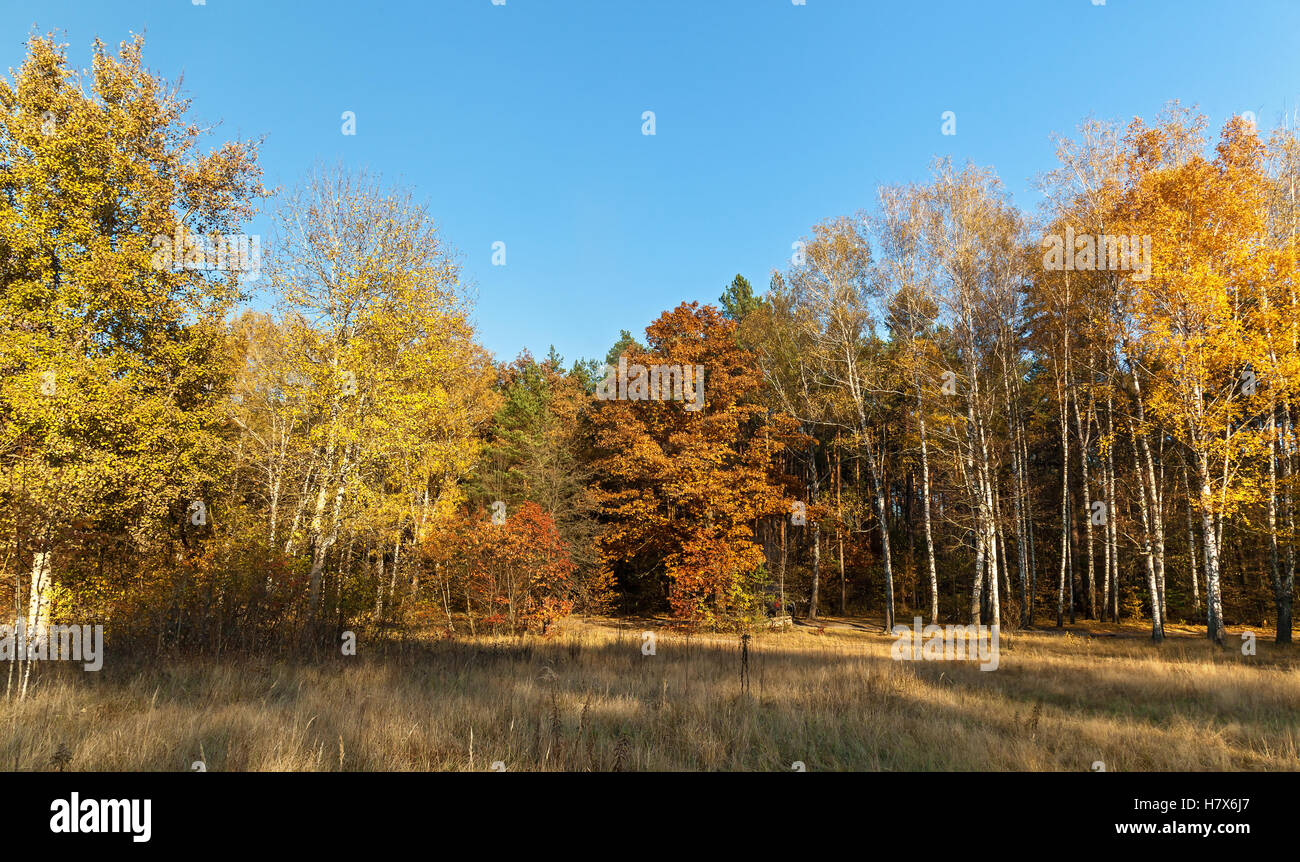 Bordo della foresta con un sacco di alberi con colori diversi all'altezza dell'autunno Foto Stock