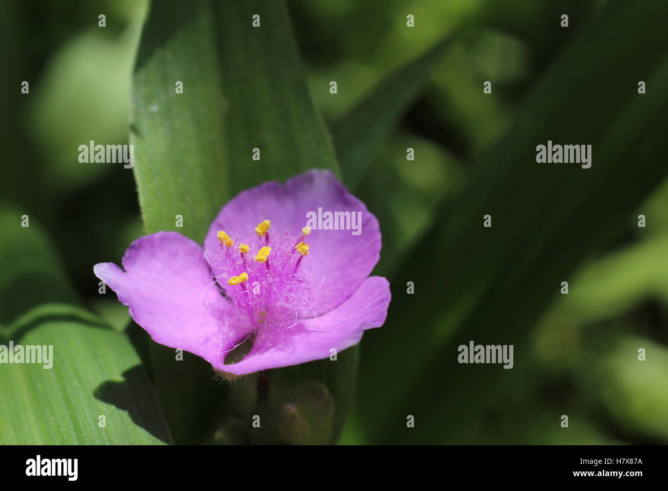 Tradescantia andersoniana, una specie di spiderwort con fiore viola. Foto Stock