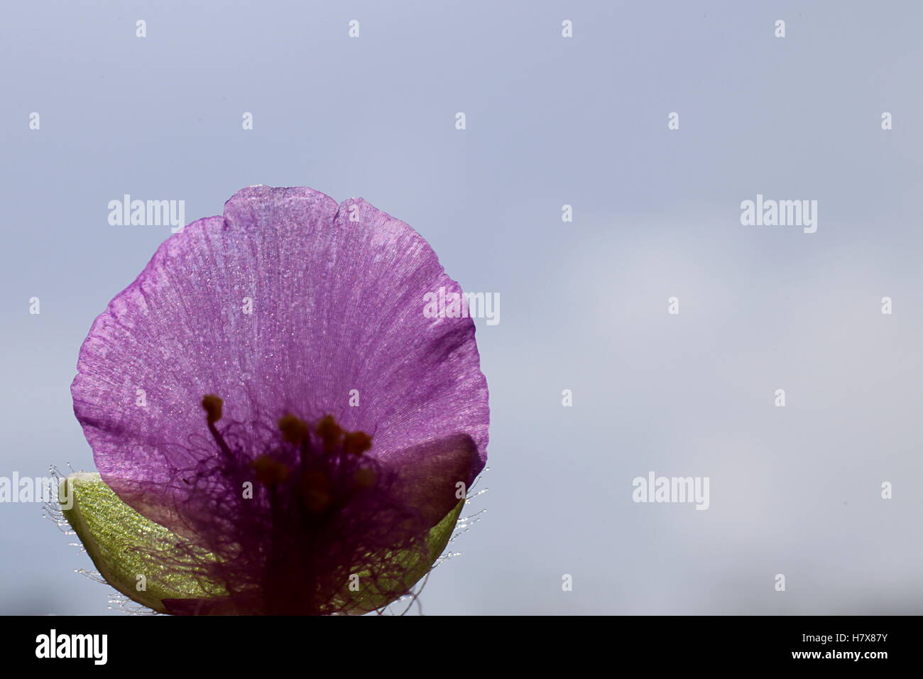 Tradescantia andersoniana, una specie di spiderwort con fiore viola. Retroilluminazione crea sagome di stame sul petalo. Foto Stock