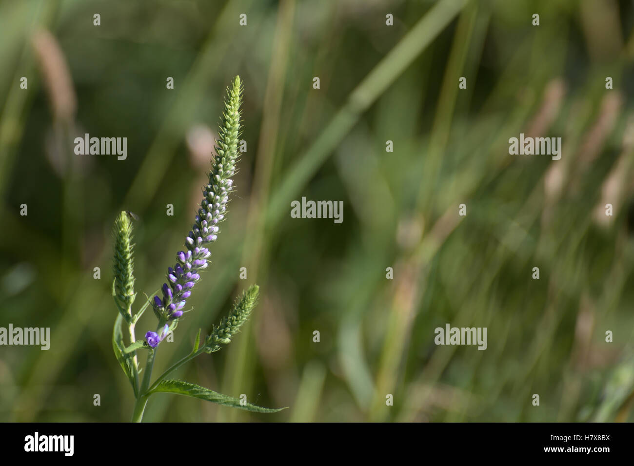 Veronica longifolia, noto come Giardino speedwell, con fiori. Foto Stock