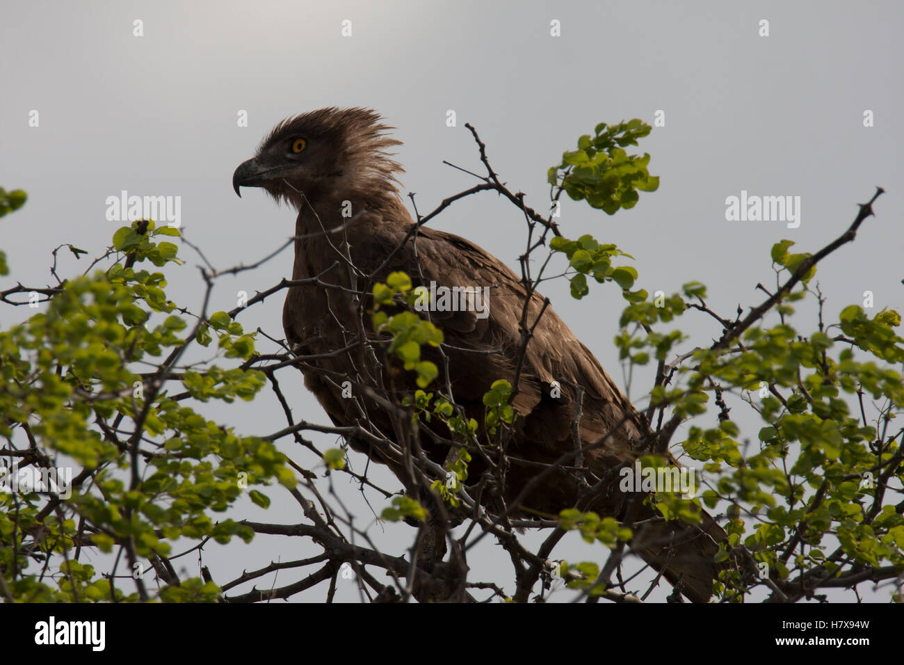 Brown snake eagle Foto Stock