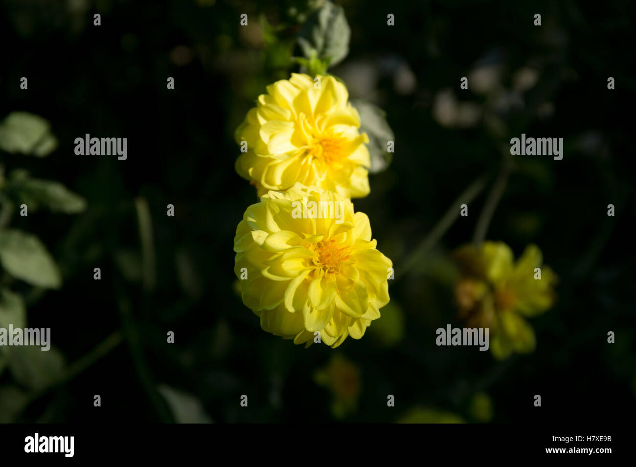 Colorato dahlia fiore nel giardino botanico Foto Stock