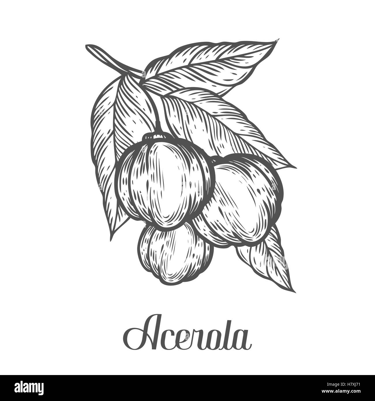 Acerola frutto, barbados cherry. Super americano organico berry. Disegnato a mano disegno vettoriale illustrazioni incise. Acerola nero Illustrazione Vettoriale