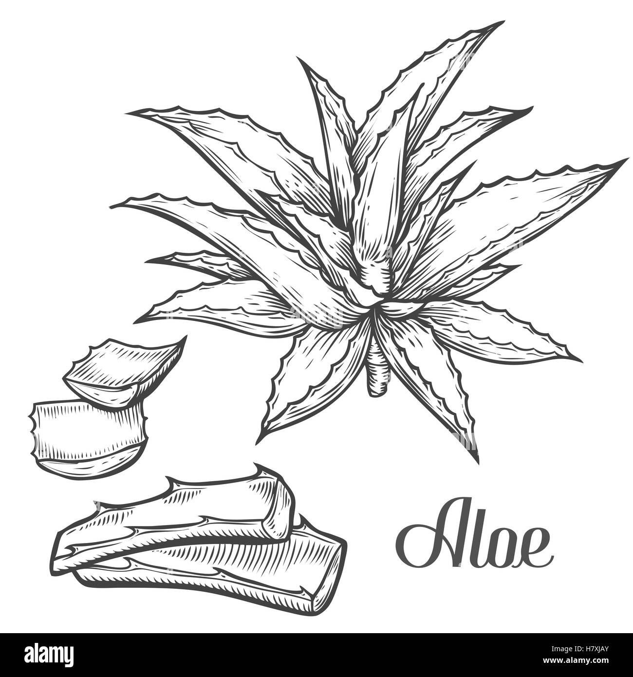 Aloe Vera pianta disegnata a mano incisione illustrazione vettoriale su sfondo bianco. Ingrediente per la medicina tradizionale, trattamento, bo Illustrazione Vettoriale