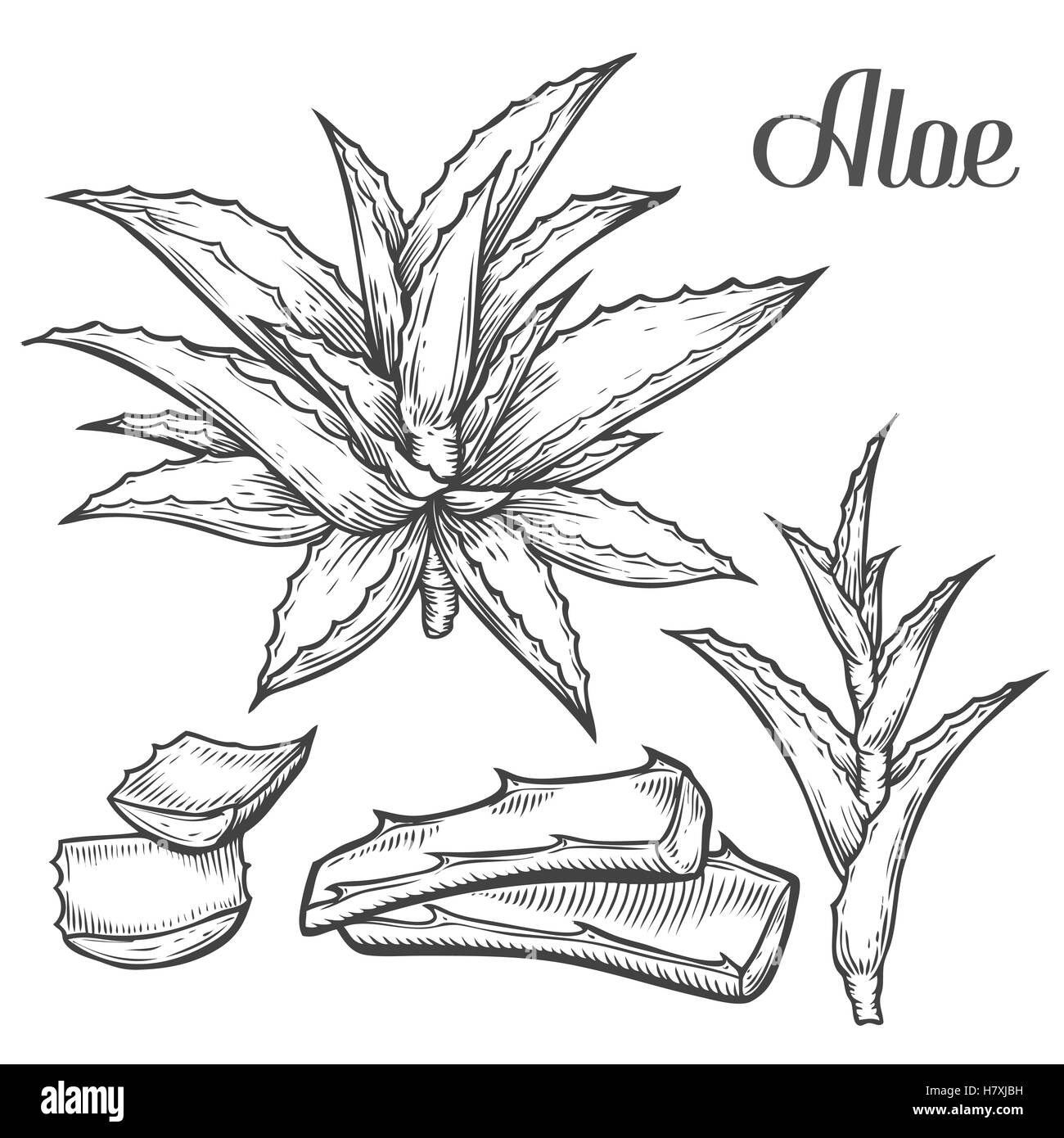 Aloe Vera pianta disegnata a mano incisione illustrazione vettoriale su sfondo bianco. Ingrediente per la medicina tradizionale, trattamento, bo Illustrazione Vettoriale