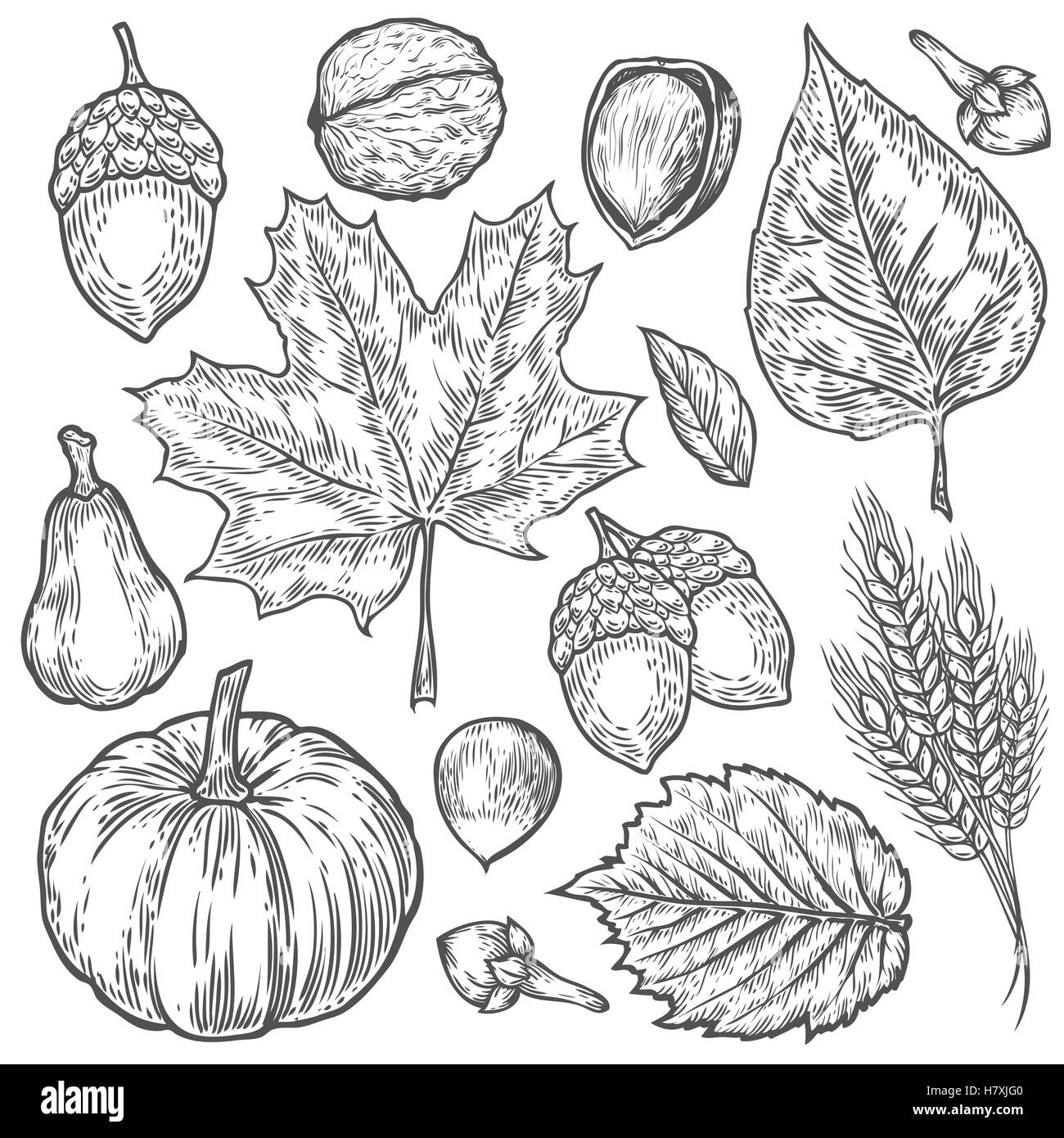 Vector autunno disegnati a mano insieme di foglia, dado, zucca, frumento, i chiodi di garofano, nocciola, noce, acorn. Vettore di oggetti incisi. Bo dettagliata Illustrazione Vettoriale