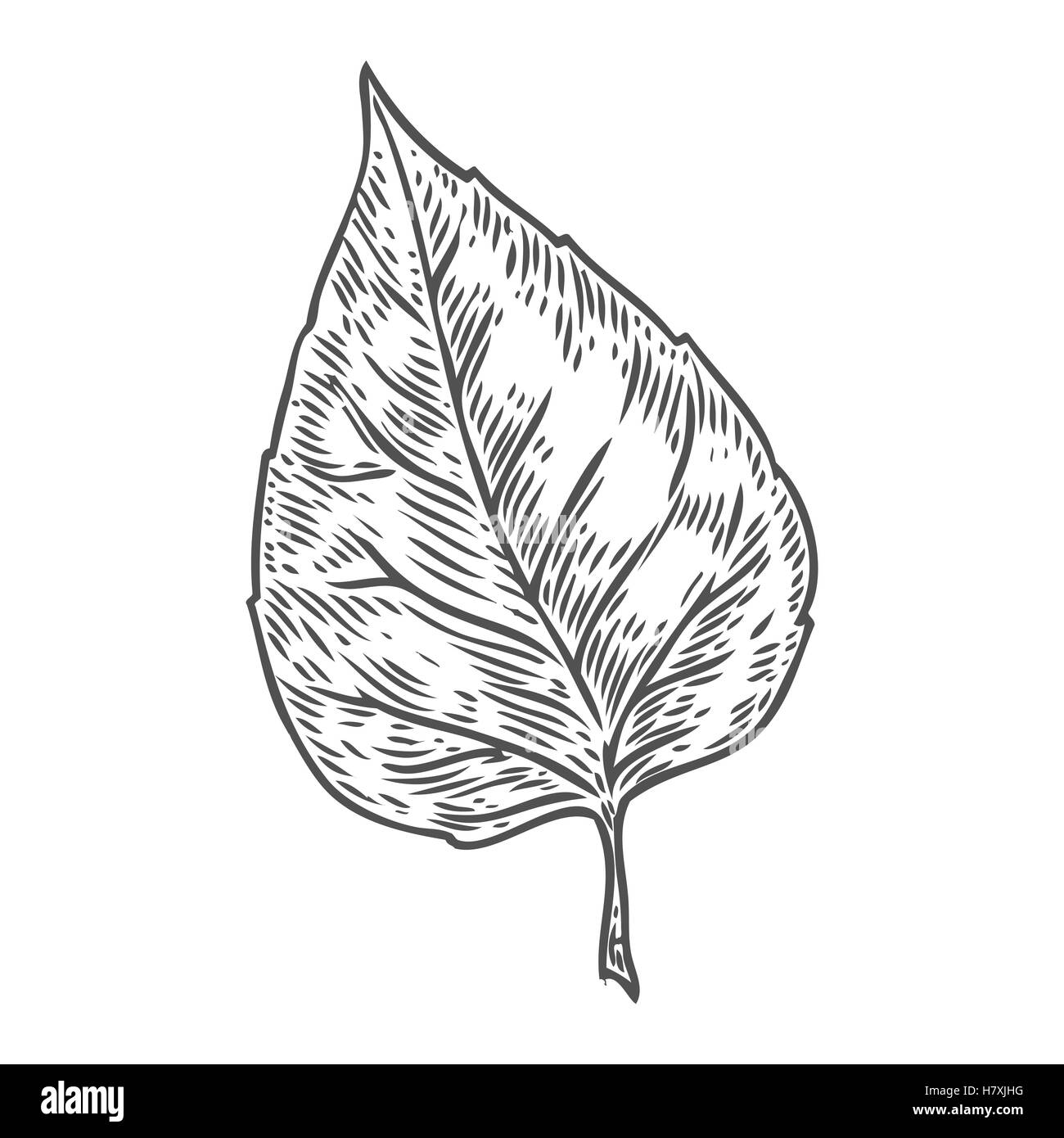 Vector autunno disegnati a mano a foglia. Vettore isolato oggetti incisi. Dettagliate illustrazioni botaniche. Rovere, acero, foglie di castagno ske Illustrazione Vettoriale