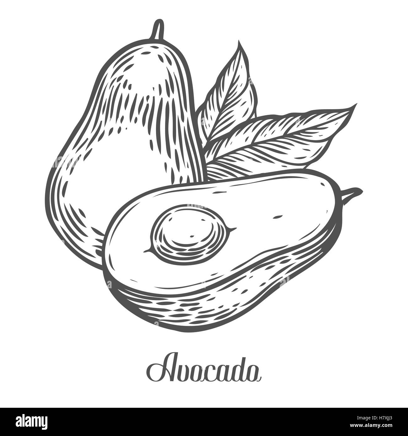 Avocado vettore slice disegnati a mano illustrazione vettoriale. L'estate tropicale di frutta stile inciso. Dettagliato disegno di cibo. Ottimo per labe Illustrazione Vettoriale