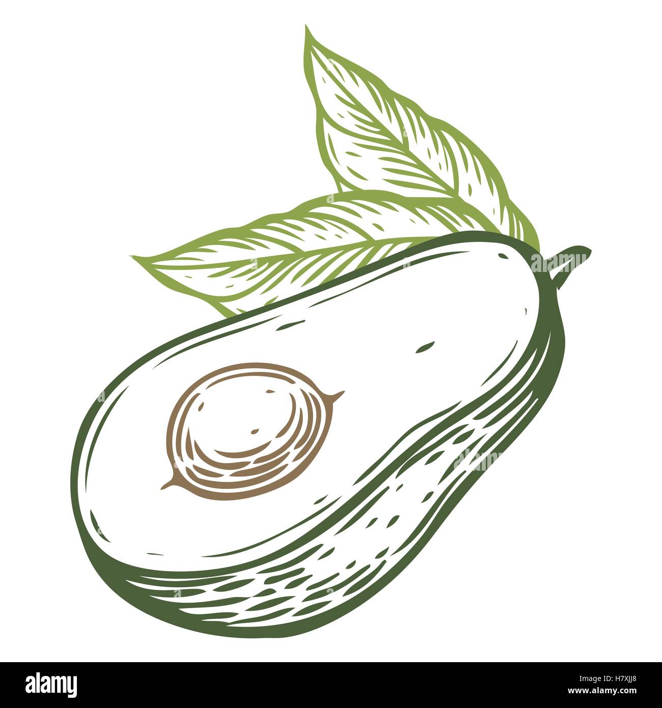 Avocado vettore slice disegnati a mano illustrazione vettoriale. L'estate tropicale di frutta stile inciso. Dettagliato disegno di cibo. Ottimo per labe Illustrazione Vettoriale