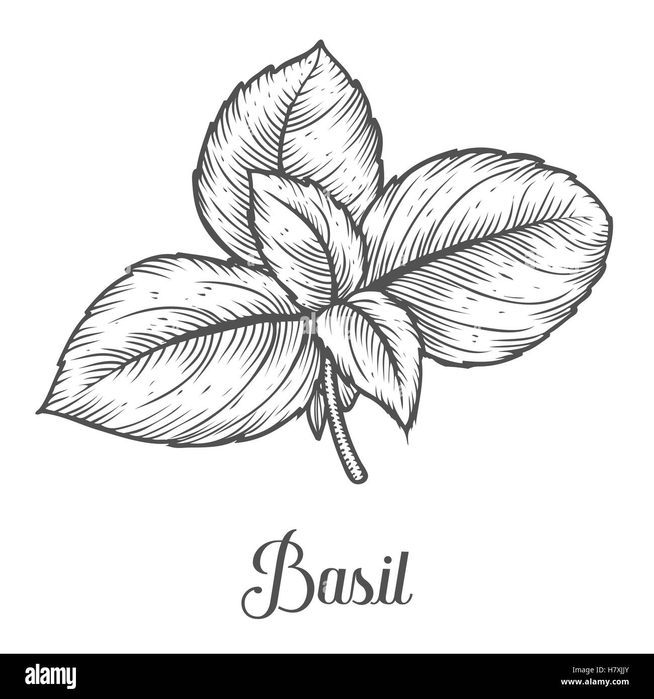 Basilico erbe fresche foglie vettore pianta disegnata a mano illustrazione su sfondo bianco. Ingrediente a base di erbe per la cucina tradizionale, med Illustrazione Vettoriale