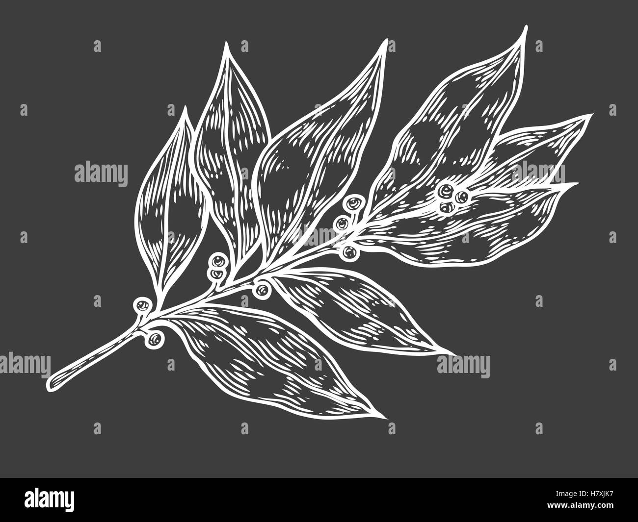 Foglie di alloro fresche erbe vettore pianta disegnata a mano illustrazione su sfondo bianco. Ingrediente a base di erbe per la cucina tradizionale, medicin Illustrazione Vettoriale
